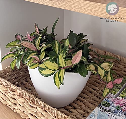 Variegated Hoya Carnosa Live Plant (7-11In.)