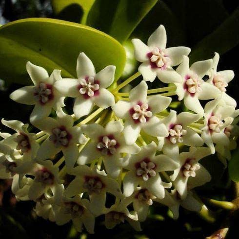White Hoya Live Plant, 5 Inches Tall