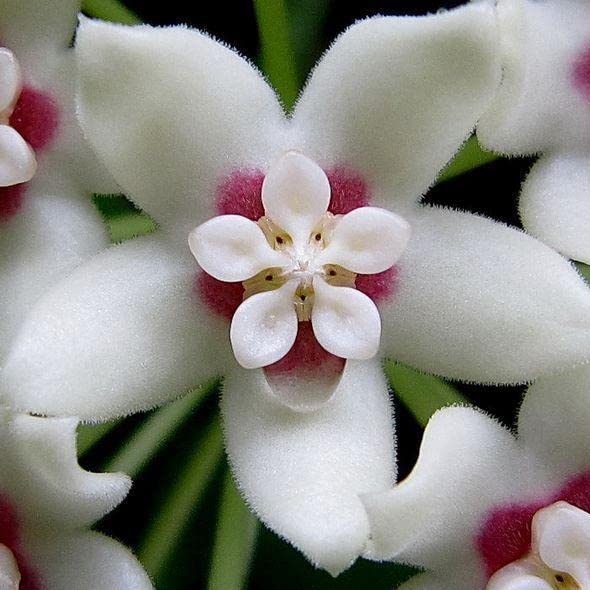 White Hoya Live Plant, 5 Inches Tall