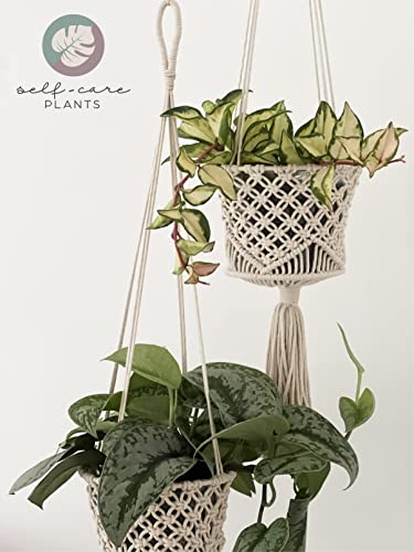 Variegated Hoya Carnosa Live Plant (7-11In.)
