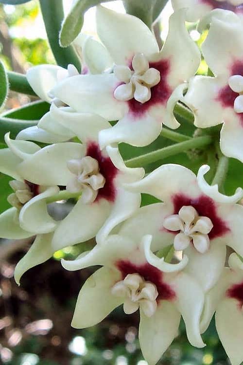 White Hoya Live Plant, 5 Inches Tall