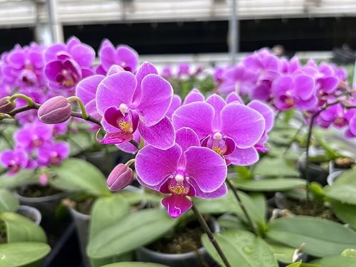 Peters Bloom Booster Fertilizer with Micronutrients