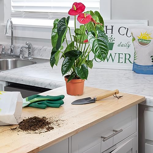 Flowering Anthurium Custom Soil Mix - 4Q
