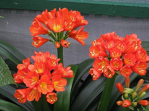 Peters Bloom Booster Fertilizer with Micronutrients