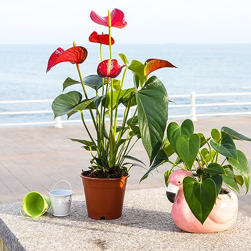 Flowering Anthurium Custom Soil Mix - 4Q