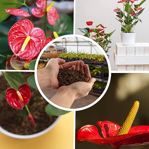 Flowering Anthurium Custom Soil Mix - 4Q
