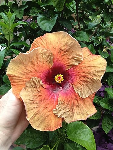 Peters Bloom Booster Fertilizer with Micronutrients