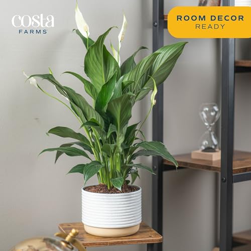 Costa Farms Peace Lily Plant, Live Indoor House Plant with Flowers, Room Air Purifier in Modern Decor Planter, Potting Soil, Plant Lover, Anniversary or New Home Gift, Desk Decor, 15-Inches Tall