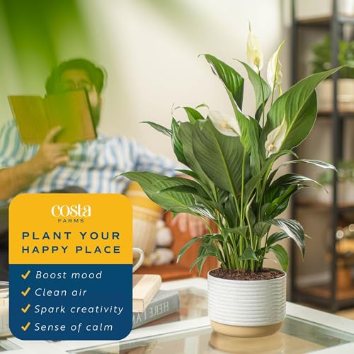Costa Farms Peace Lily Plant, Live Indoor House Plant with Flowers, Room Air Purifier in Modern Decor Planter, Potting Soil, Plant Lover, Anniversary or New Home Gift, Desk Decor, 15-Inches Tall