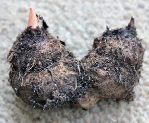 Large Kathleen Caladium Root - Zones 9-11