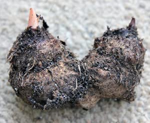 Fannie Munson Caladium - Top Size Bulb
