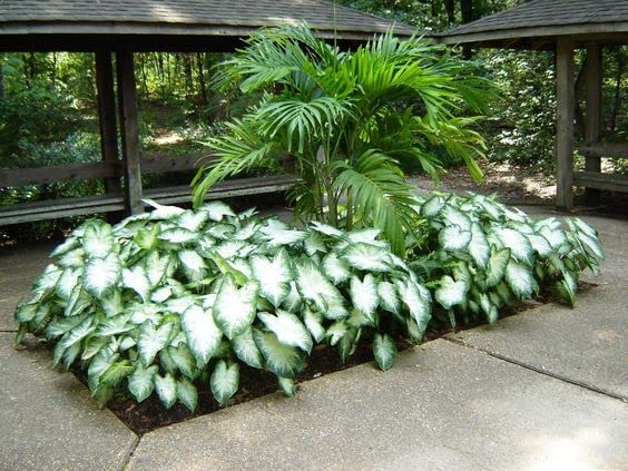 Large Aaron Fancy Leaf Caladium - Zone 9-11