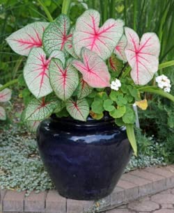 Pink Cloud Caladium - Zone 9-11