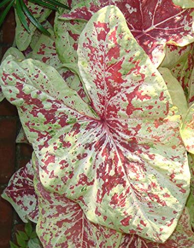 Raspberry Moon Caladium Bulbs - Blue Buddha Farm