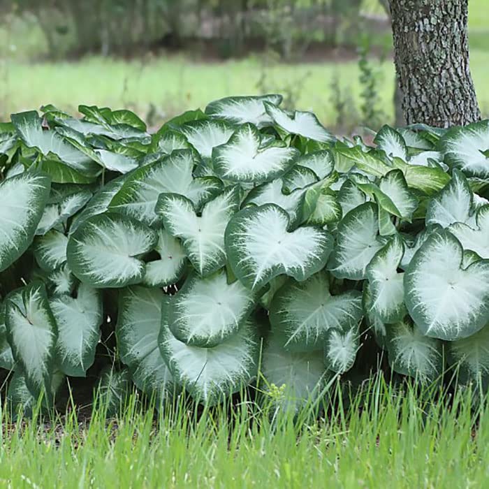 Large Aaron Fancy Leaf Caladium - Zone 9-11