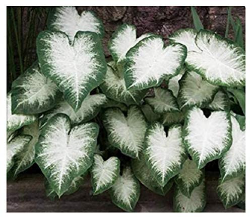 Large Aaron Fancy Leaf Caladium - Zone 9-11