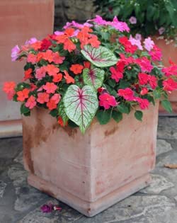 Pink Cloud Caladium - Zone 9-11