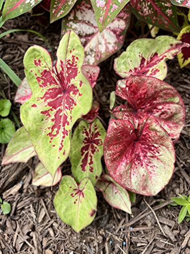 Raspberry Moon Caladium Bulbs - Blue Buddha Farm