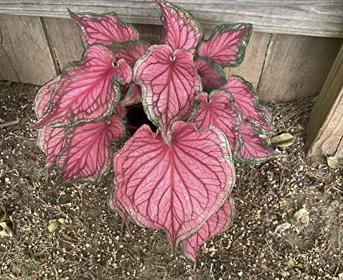 Sizzle Caladium Bulbs (2) - Blue Buddha Farm