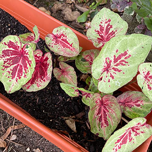 Raspberry Moon Caladium Bulbs - Blue Buddha Farm