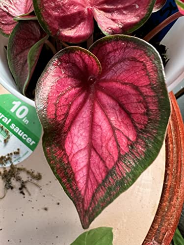 Sizzle Caladium Bulbs (2) - Blue Buddha Farm