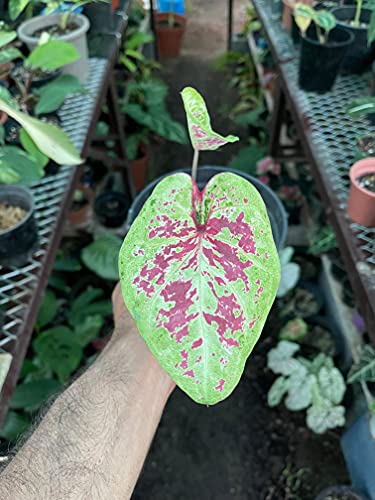 Raspberry Moon Caladium Bulbs - Blue Buddha Farm