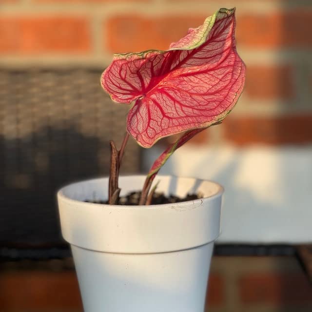 Sizzle Caladium Bulbs (2) - Blue Buddha Farm