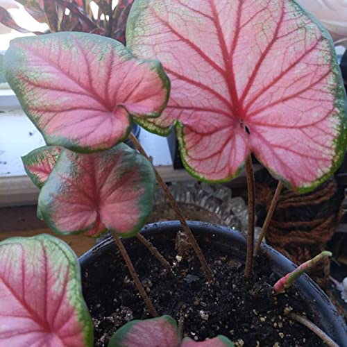 Sizzle Caladium Bulbs (2) - Blue Buddha Farm