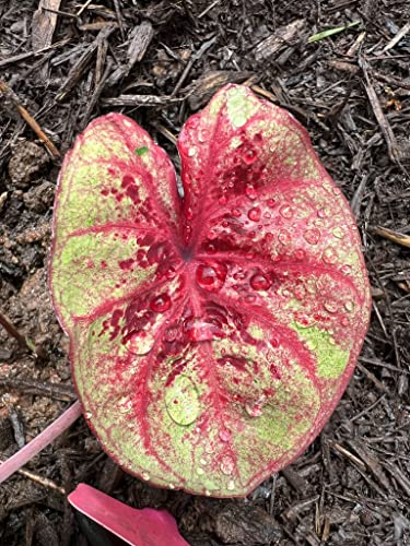 Raspberry Moon Caladium Bulbs - Blue Buddha Farm