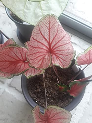 Sizzle Caladium Bulbs (2) - Blue Buddha Farm
