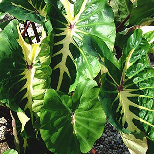 White Lava Elephant Ear Live Plant - Colocasia
