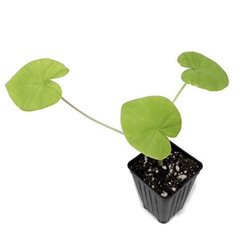 Maui Gold Elephant Ear Live Plant - Colocasia