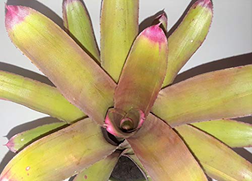 Painted Fingernail Bromeliad (Neoregelia spectabilis)1 pup. Live Plant.
