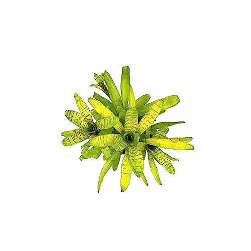 Bromeliad Neoregelia Tigrina in 6" Pot