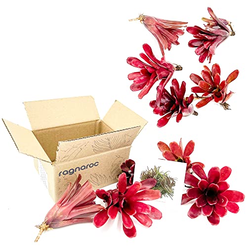 Fireball Neoregelia Bromeliad - Large 6