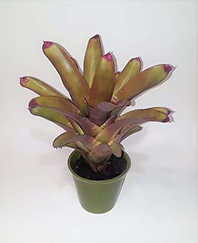 Painted Fingernail Bromeliad (Neoregelia spectabilis)1 pup. Live Plant.