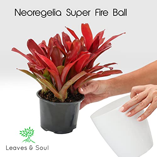 Neoregelia Bromeliad | Red Green Flowering Plant