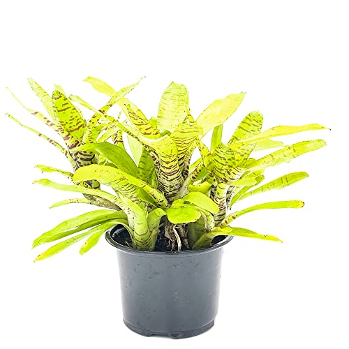 Bromeliad Neoregelia Tigrina in 6" Pot
