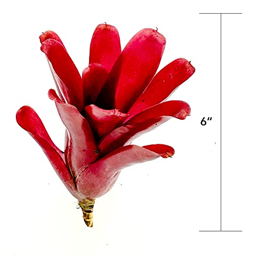 Fireball Neoregelia Bromeliad - Large 6