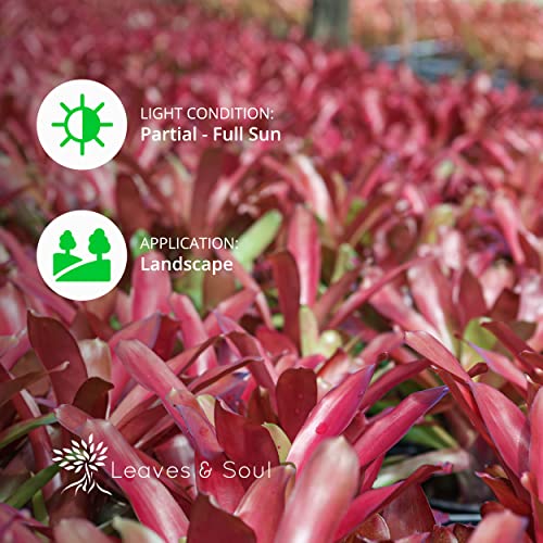 Neoregelia Bromeliad | Red Green Flowering Plant