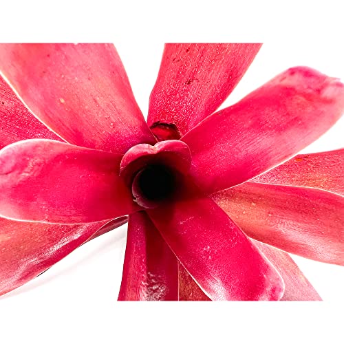Fireball Neoregelia Bromeliad - Large 6