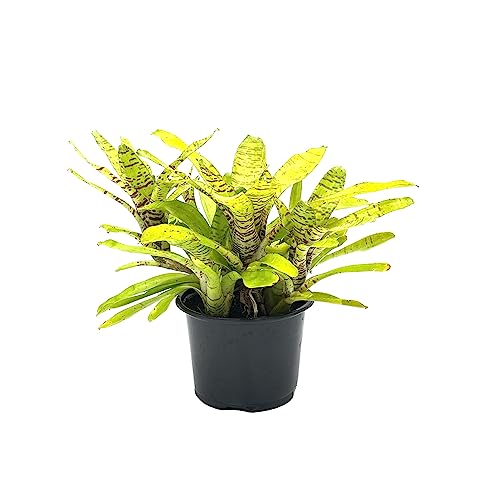 Bromeliad Neoregelia Tigrina in 6" Pot