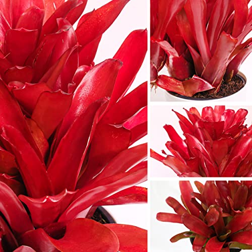 Neoregelia Bromeliad | Red Green Flowering Plant