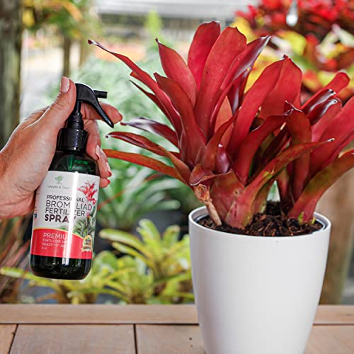 Neoregelia Bromeliad | Red Green Flowering Plant