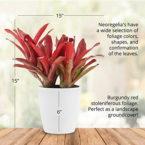 Neoregelia Bromeliad | Red Green Flowering Plant