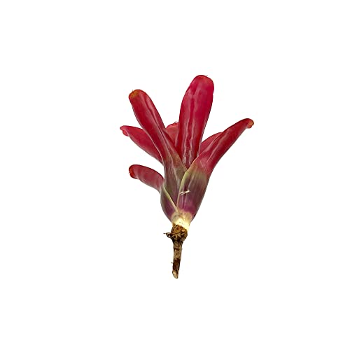 Fireball Neoregelia Bromeliad - Large 6