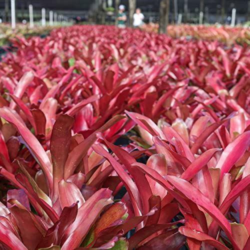 Neoregelia Bromeliad | Red Green Flowering Plant