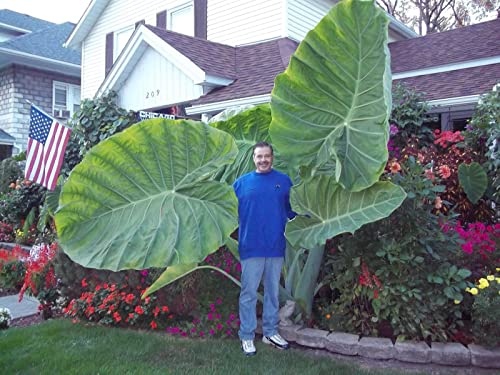 Thailand Giant Elephant Ear Aroid