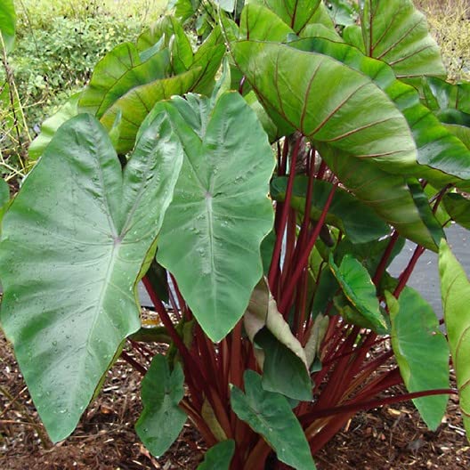 Hawaiian Punch Elephant Ear Bulb - Easy Grow