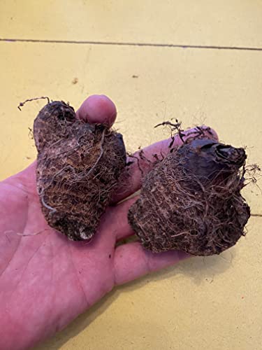 Hawaiian Punch Elephant Ear Bulb - Easy Grow